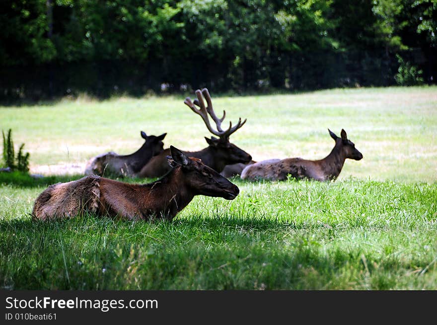 Group of dears sitting in grass