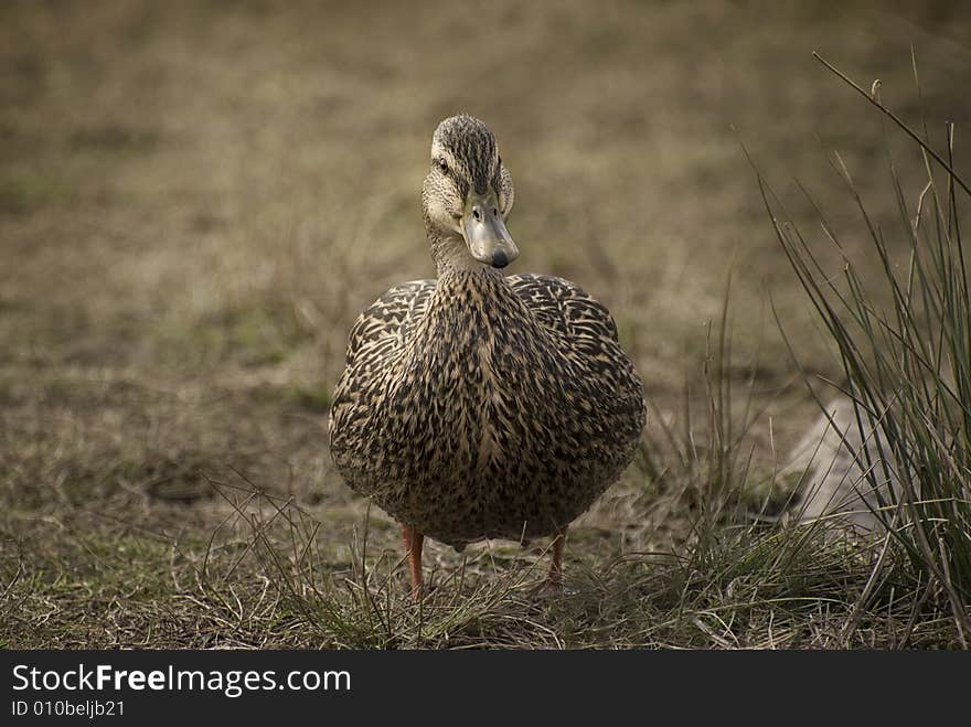 Mallard Duck takes a stroll on a grass field. Shalllow depth of field with sharp subject and foreground, blurry background. Mallard Duck takes a stroll on a grass field. Shalllow depth of field with sharp subject and foreground, blurry background.