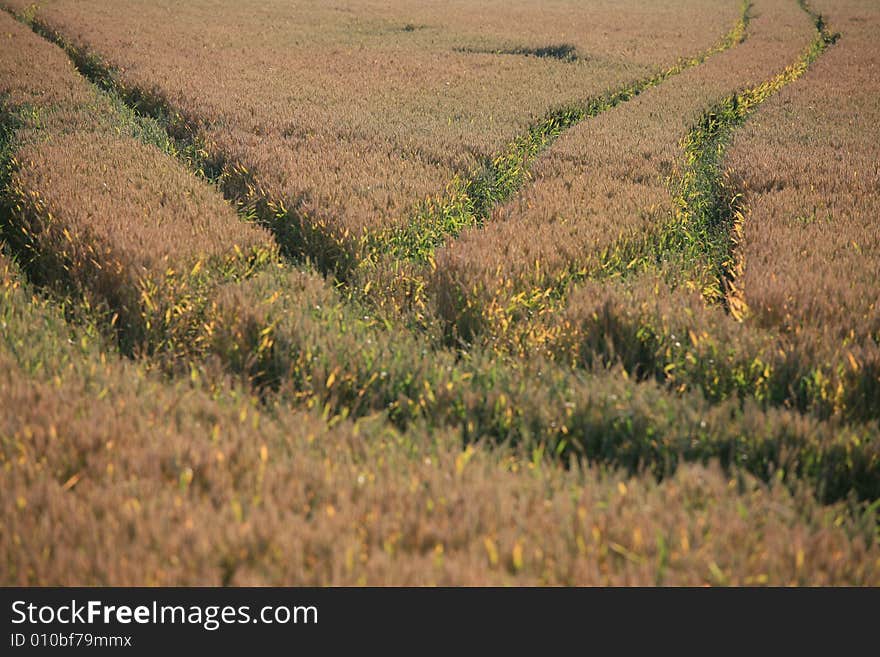 Cereal field