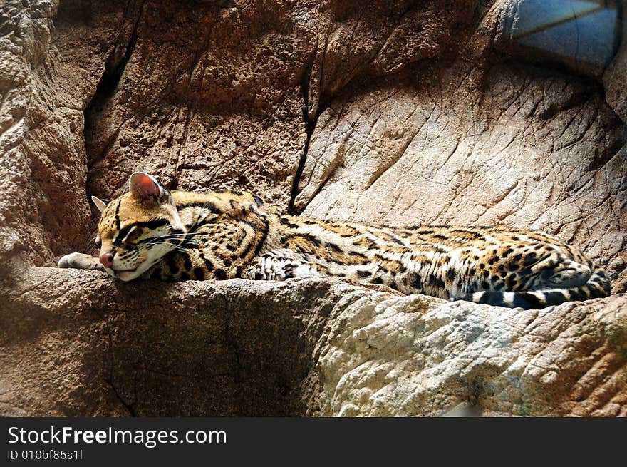 A jaguar resting on a stone