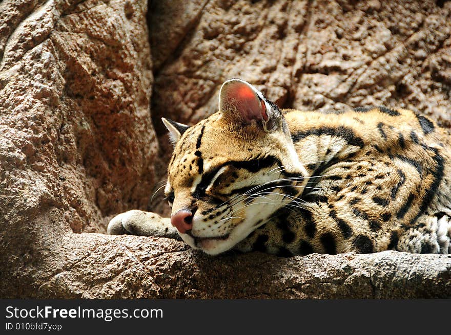 A jaguar resting on a stone