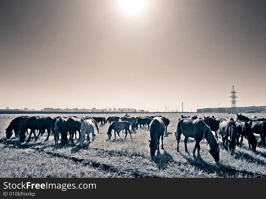 Horde of horses feeding