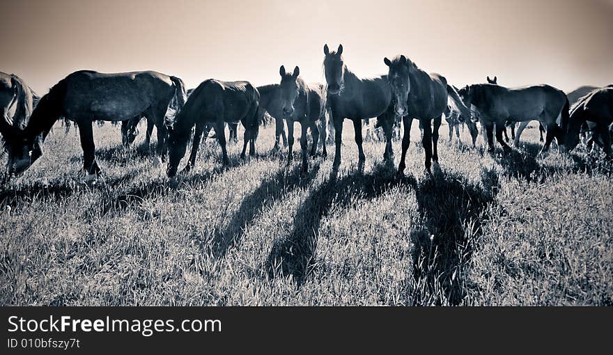 Horde of horses feeding