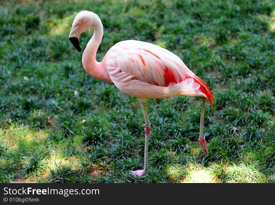 A view with a Flamingo profile