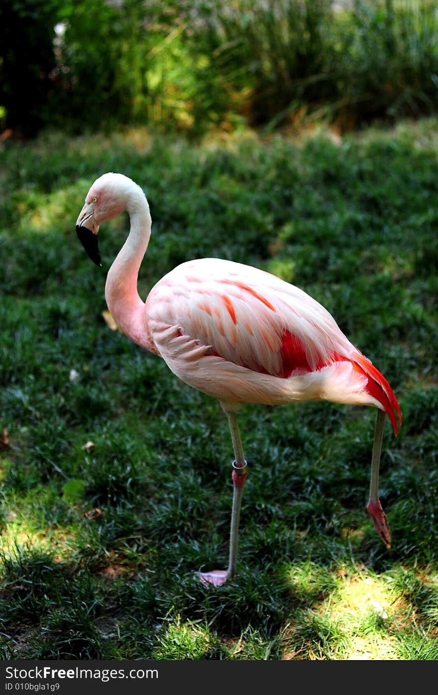 A view with a Flamingo profile