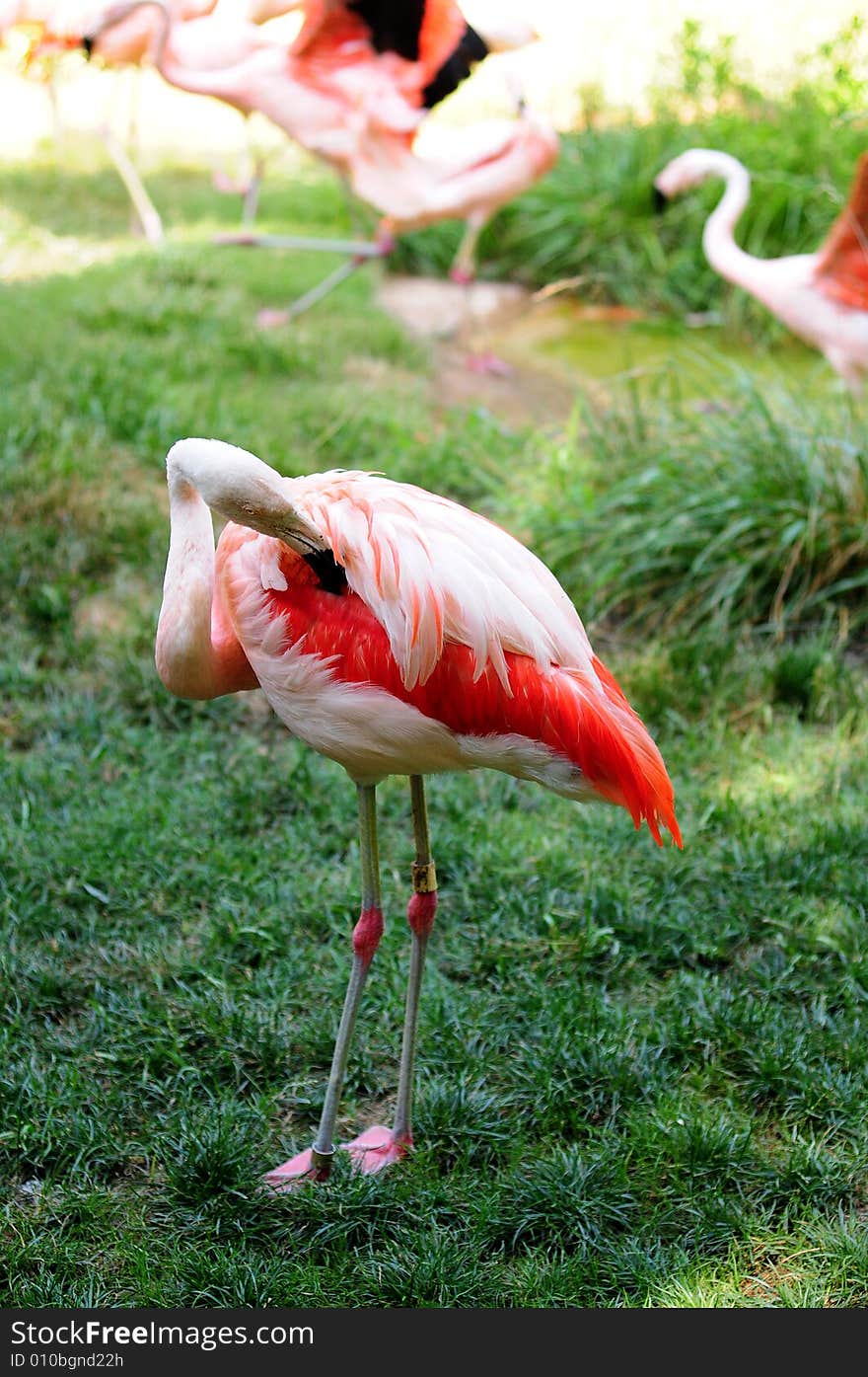 A view with a Flamingo profile