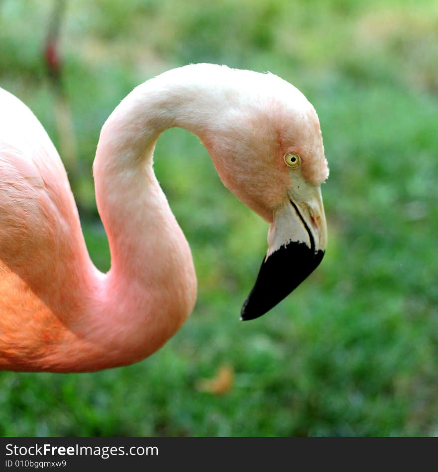 A view with a Flamingo profile