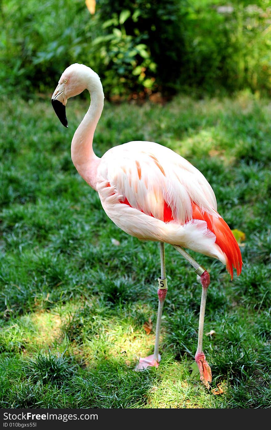 A view with a Flamingo profile