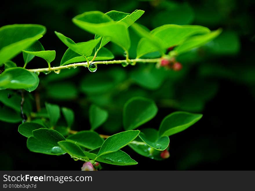 A detail of leaves after a rain. A detail of leaves after a rain.