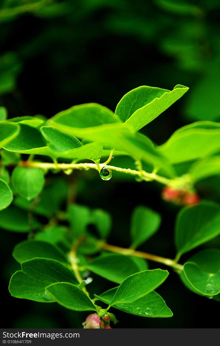 A detail of leaves after a rain. A detail of leaves after a rain.