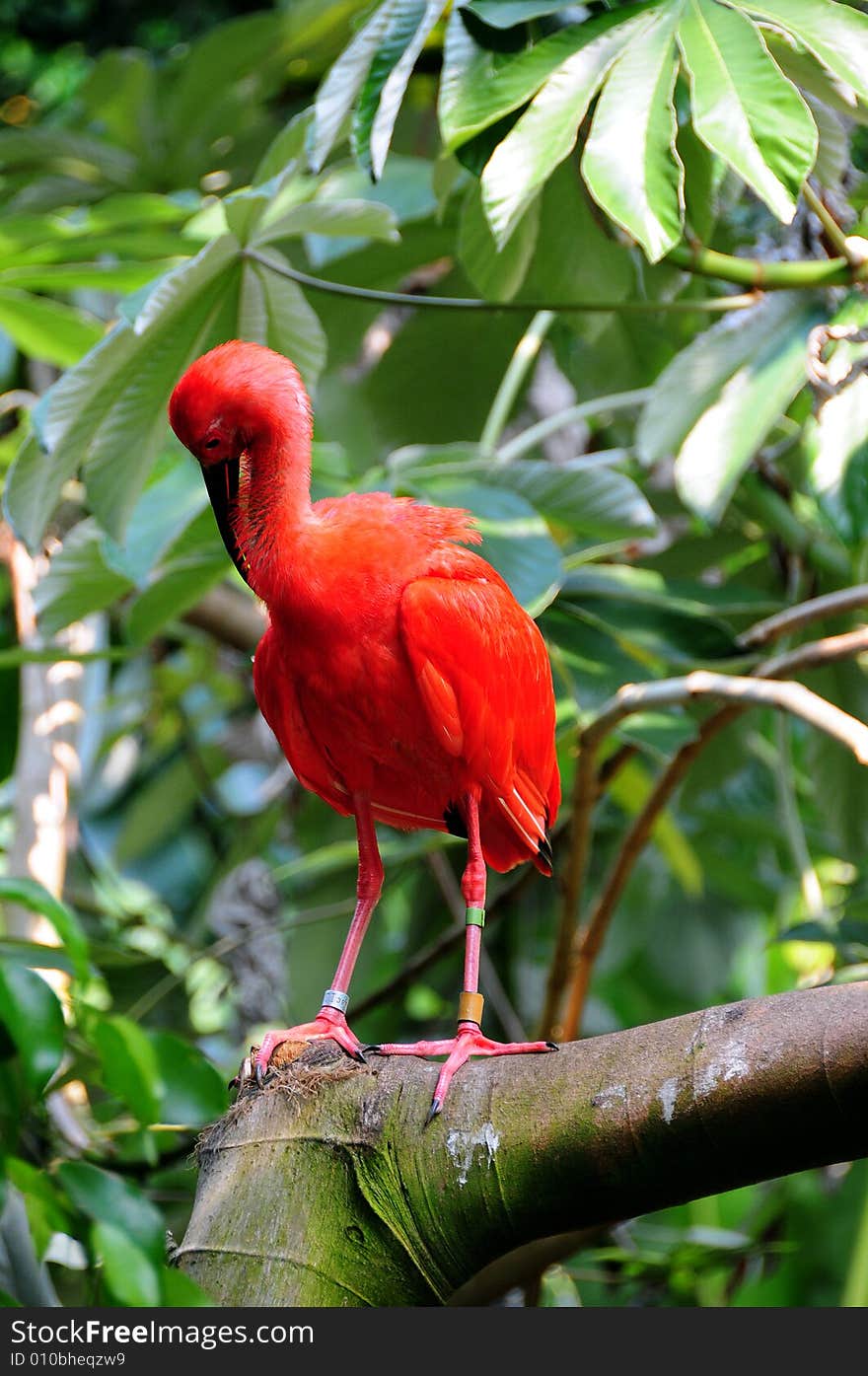 Scarlet Ibis Eudocimus rubber at the zoo. Scarlet Ibis Eudocimus rubber at the zoo