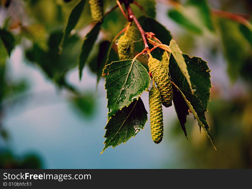 A detail of a tree branch. A detail of a tree branch.