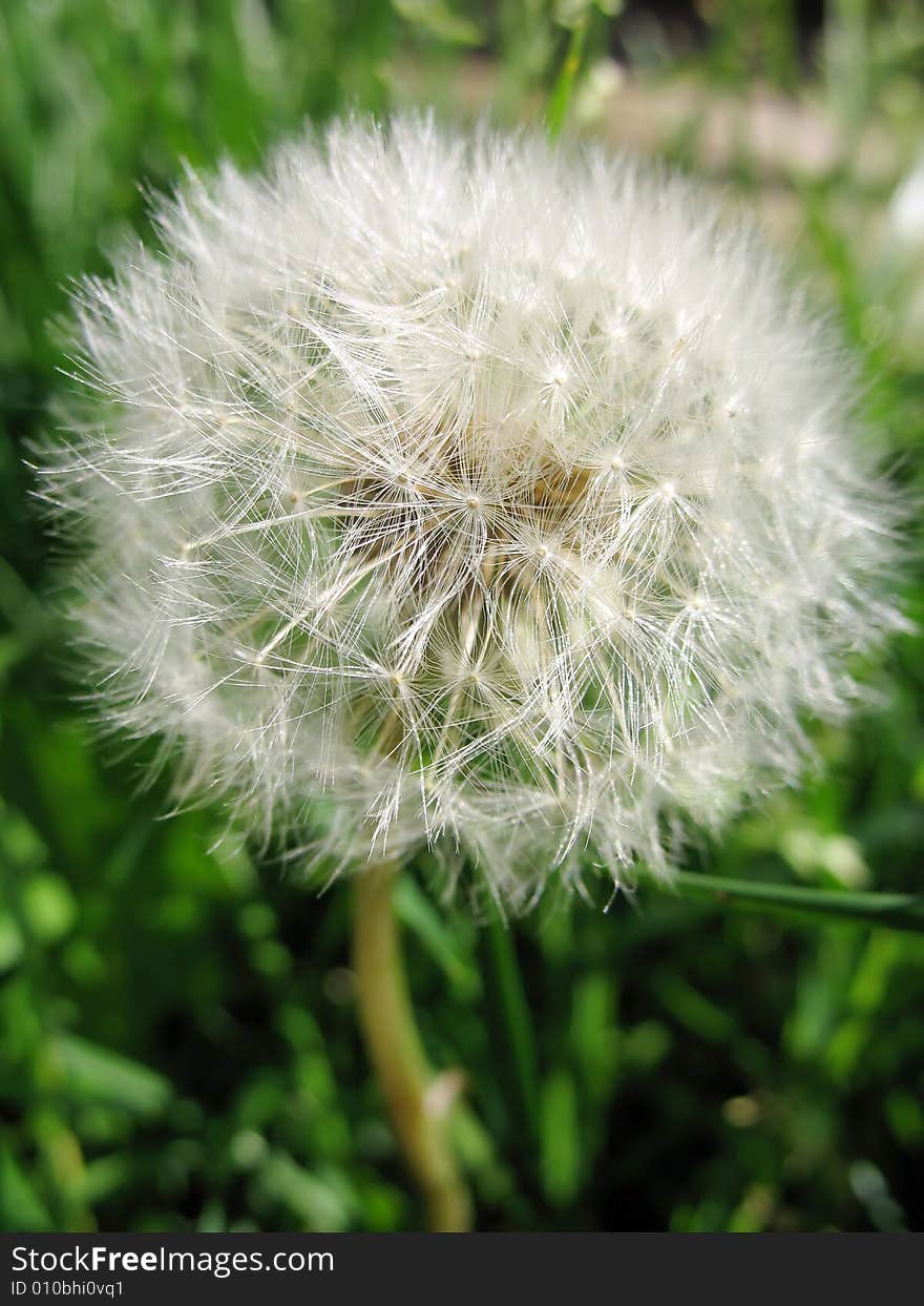 Dandelion