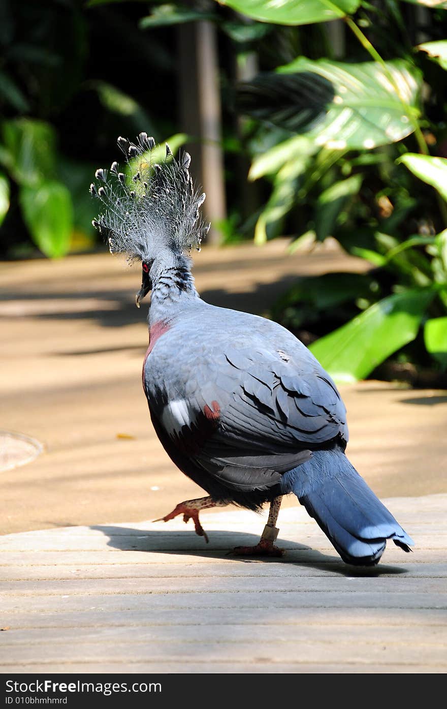 African pigeon walking on wood deck