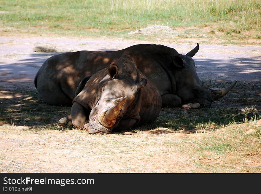 Two rhinoceros sleeping in a zoo