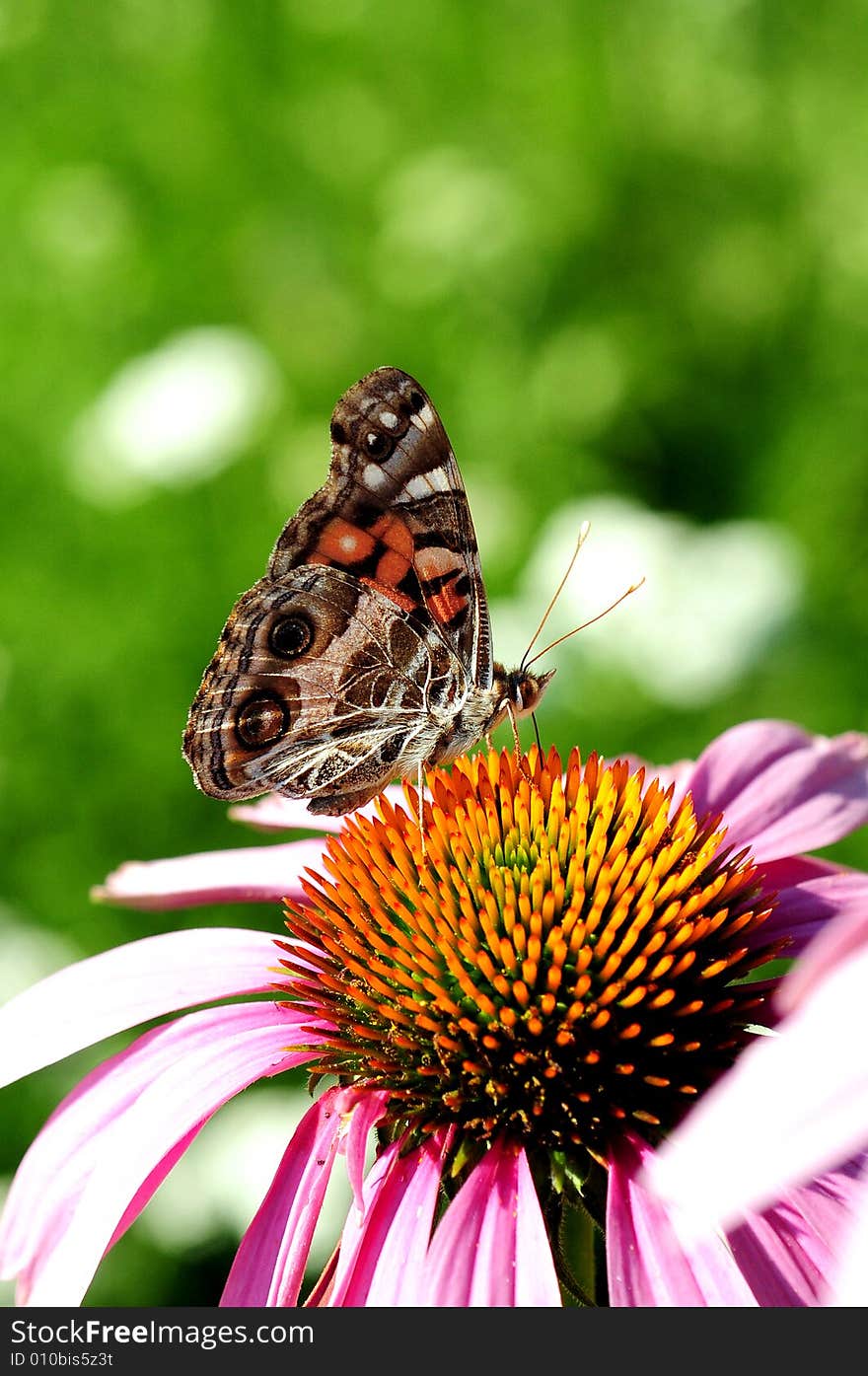 A colorful butterfly stay on flower