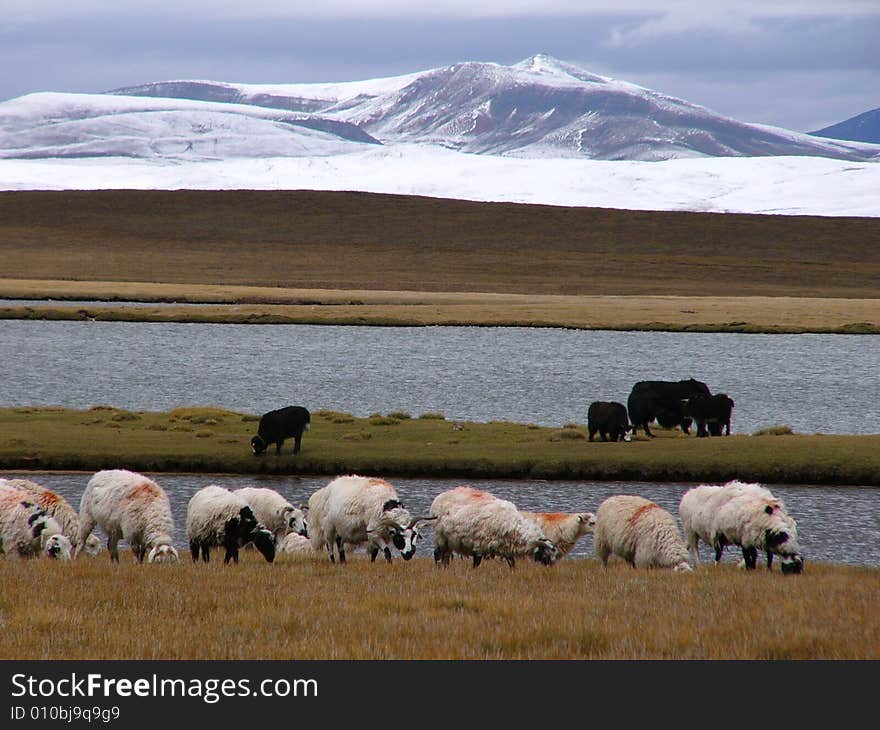 A flock of sheep, snowy mountain and lake. A flock of sheep, snowy mountain and lake