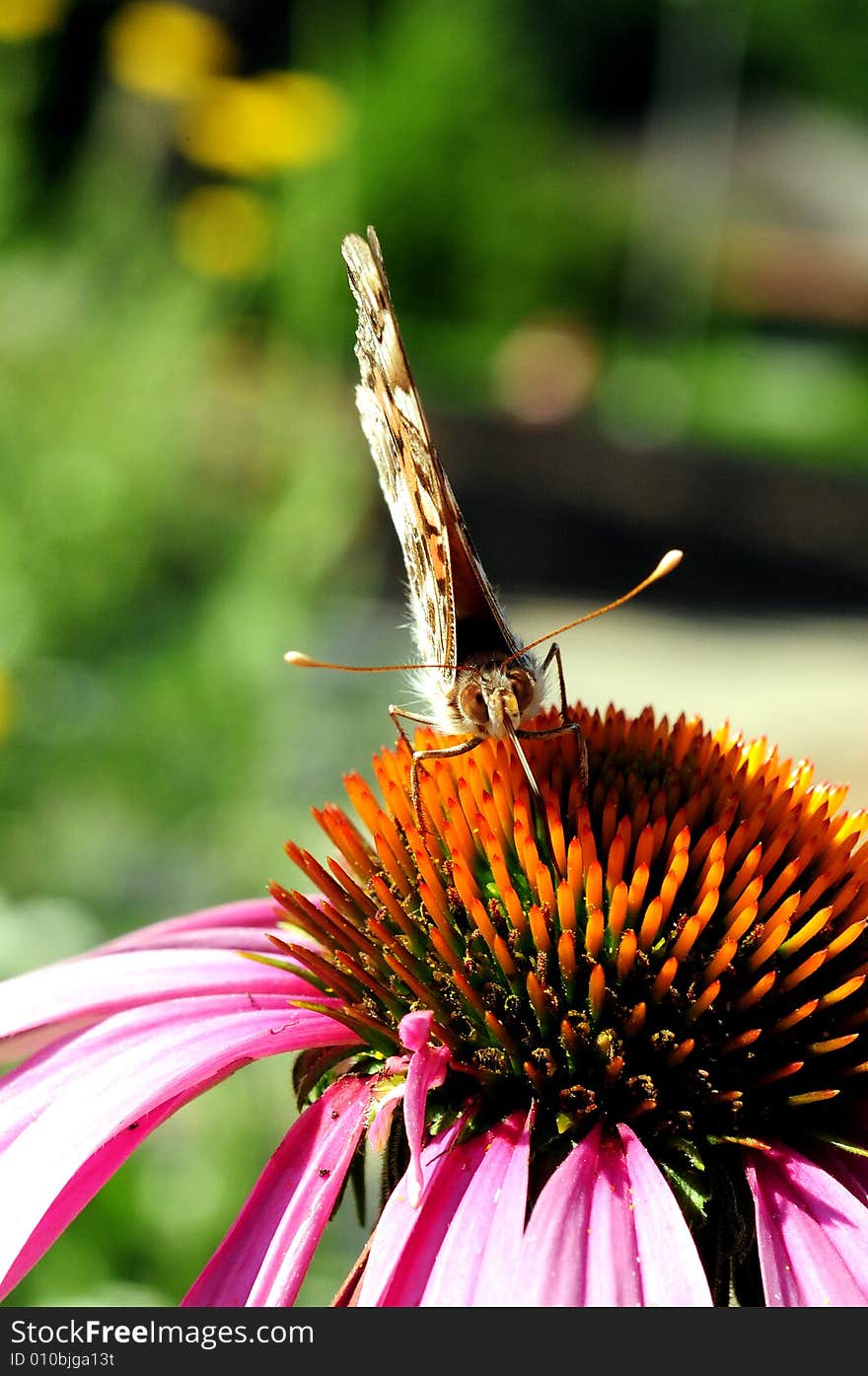 A colorful butterfly stay on flower