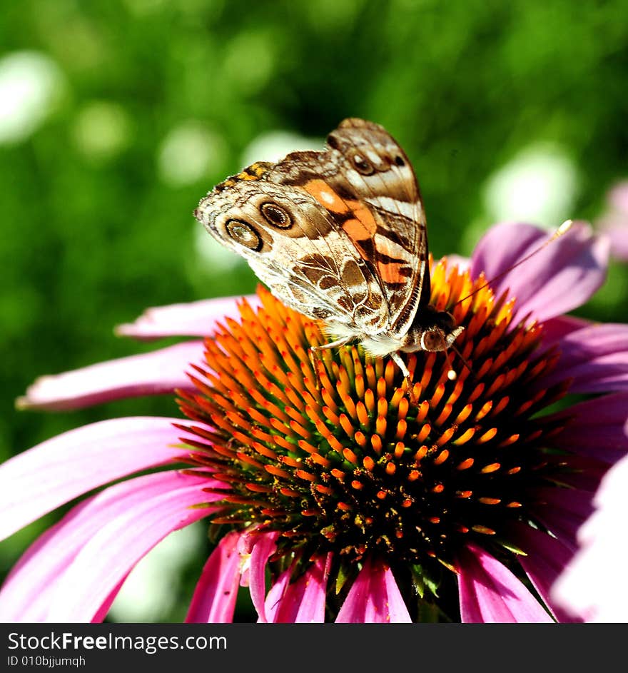 A colorful butterfly stay on flower