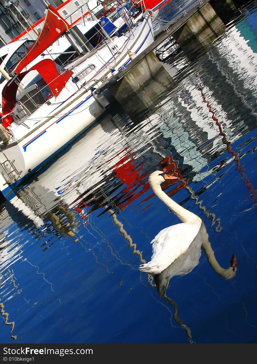 Water reflex of harbor swan, Plymouth UK