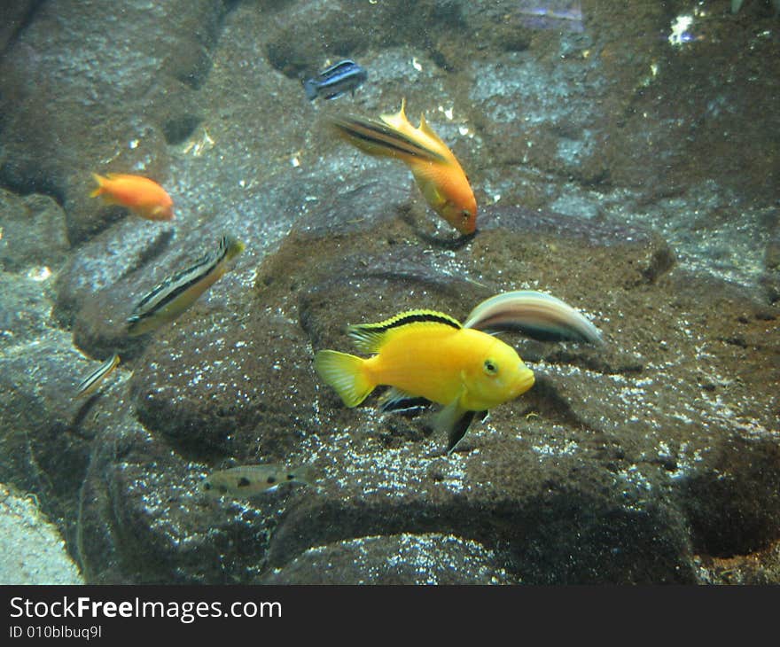 Little fish in Danmarks Aquarium near from Copenhagen, Denmark