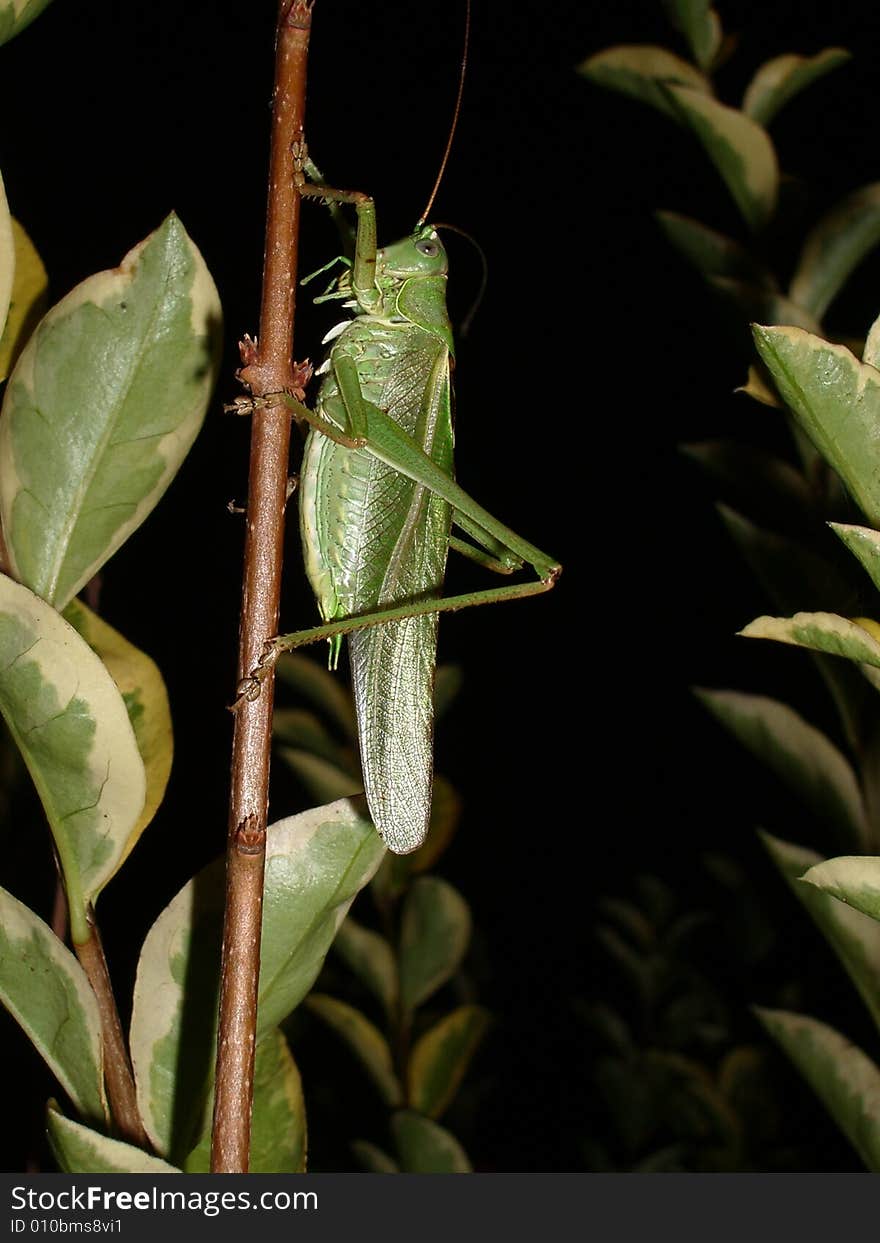 Grasshopper in Normandy