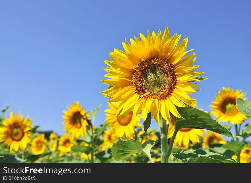 Sunflowers on a blue sky