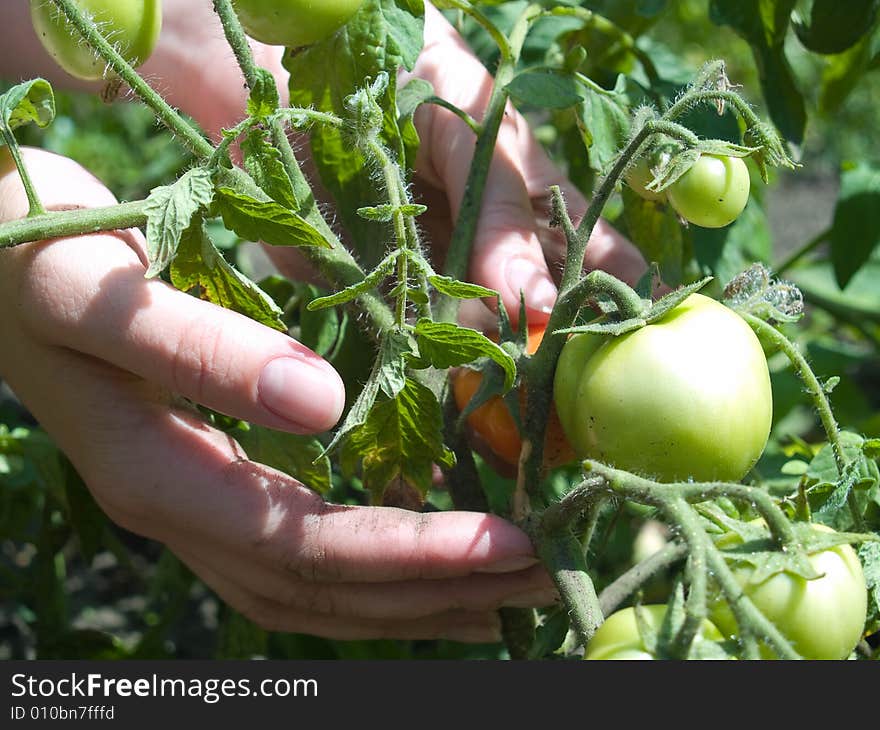 Female hand in dirt caring tomato plant. Female hand in dirt caring tomato plant