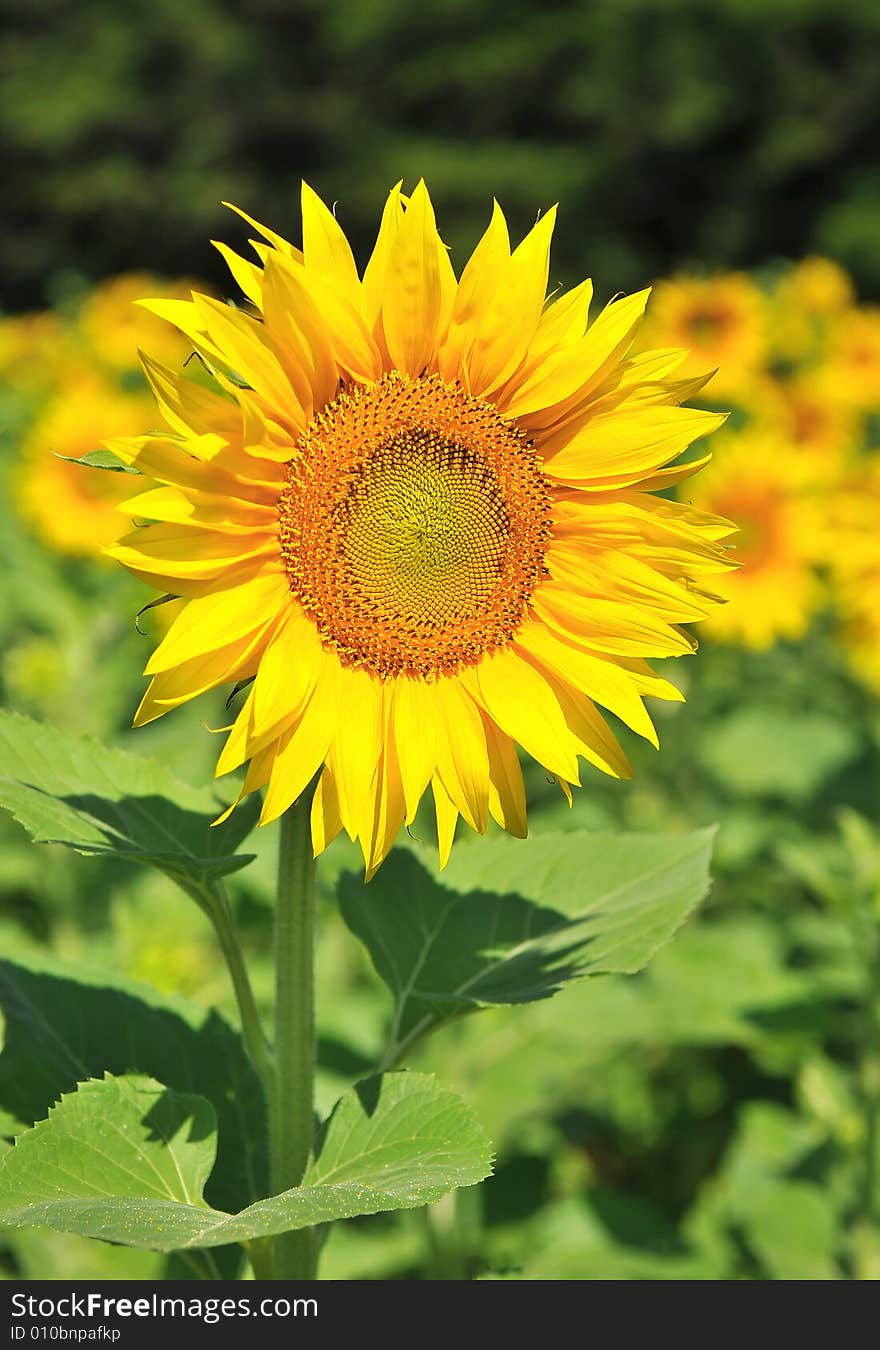 Close up of a  yellow sunflower