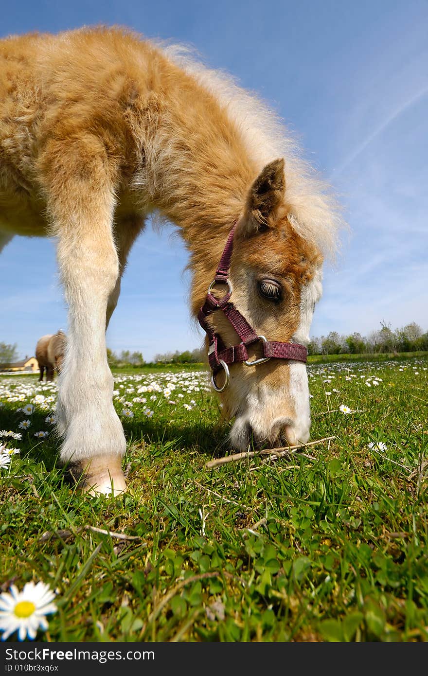 Sweet young horse is eating green grass. Sweet young horse is eating green grass