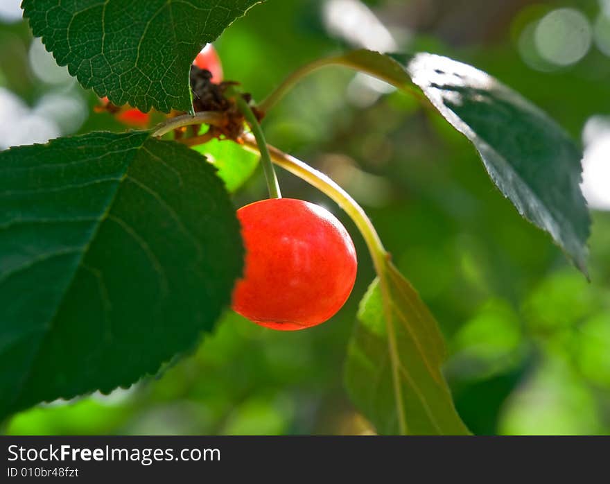 Close-up of cherry brunch over green blurred background. Close-up of cherry brunch over green blurred background