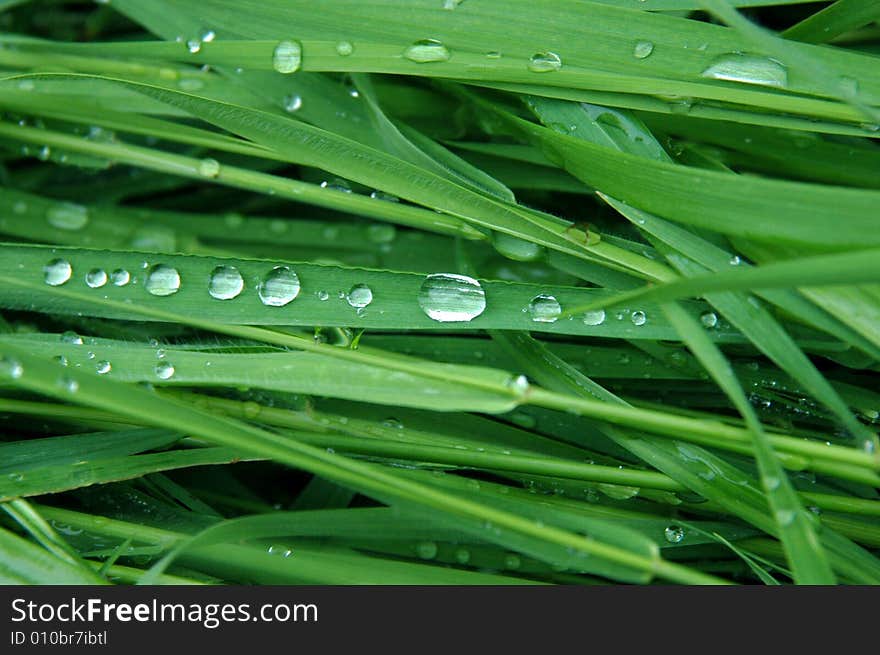 Morning dew on the green grass. Morning dew on the green grass