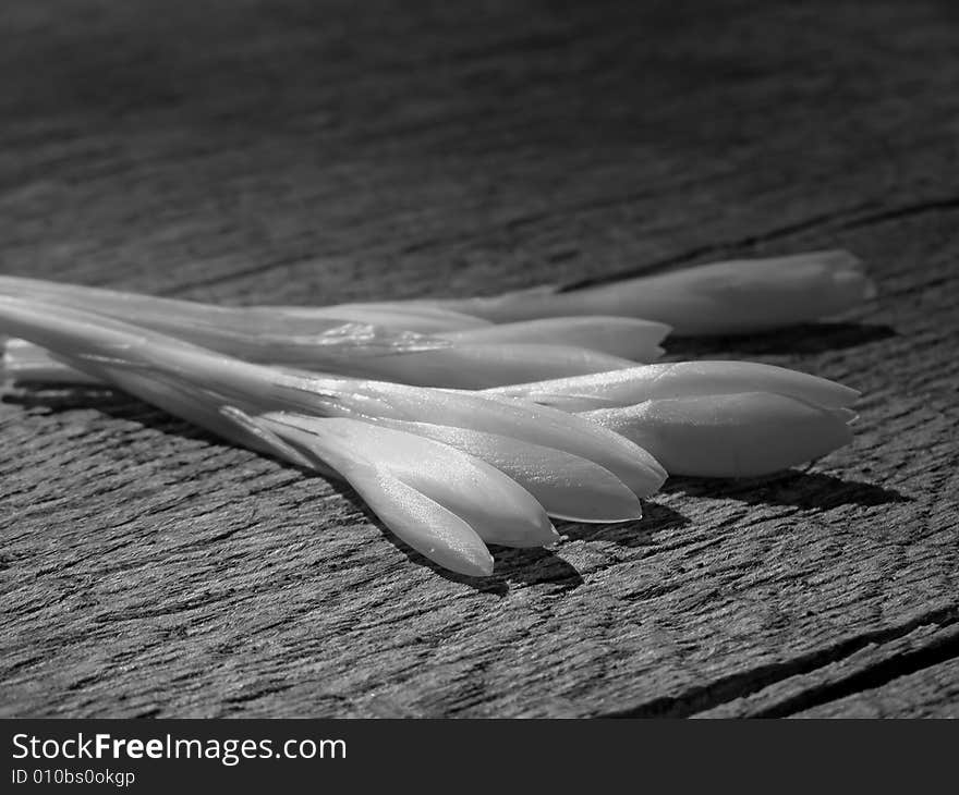 Gentle crocus flowers with closed petals on rough wooden background; black and white image *suitable for cards, greetings and posters for various life events (birthday cards, romance cards, Valentine cards, Mother Day cards, thinking of you cards, missing you cards, sympathy cards, etc.). Gentle crocus flowers with closed petals on rough wooden background; black and white image *suitable for cards, greetings and posters for various life events (birthday cards, romance cards, Valentine cards, Mother Day cards, thinking of you cards, missing you cards, sympathy cards, etc.)