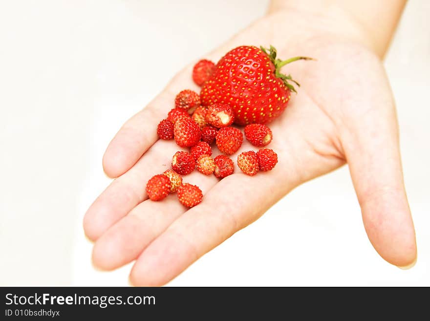 Bunch of wild strawberries & strawberry, held in open palm. Bunch of wild strawberries & strawberry, held in open palm