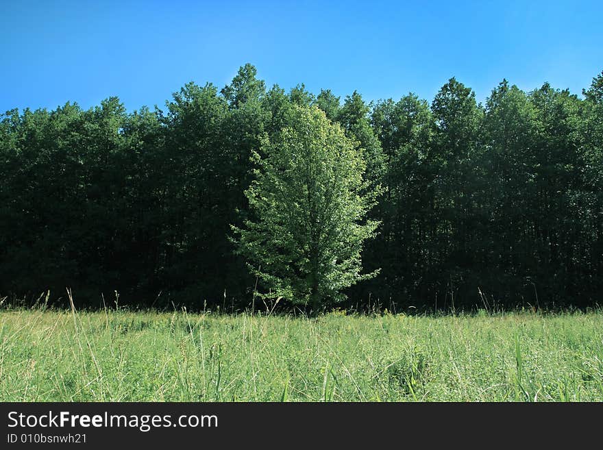 Tree, forest, summer, nature, grass, landscape, woodland, view, green, beautiful, sky, meadow, field. Tree, forest, summer, nature, grass, landscape, woodland, view, green, beautiful, sky, meadow, field