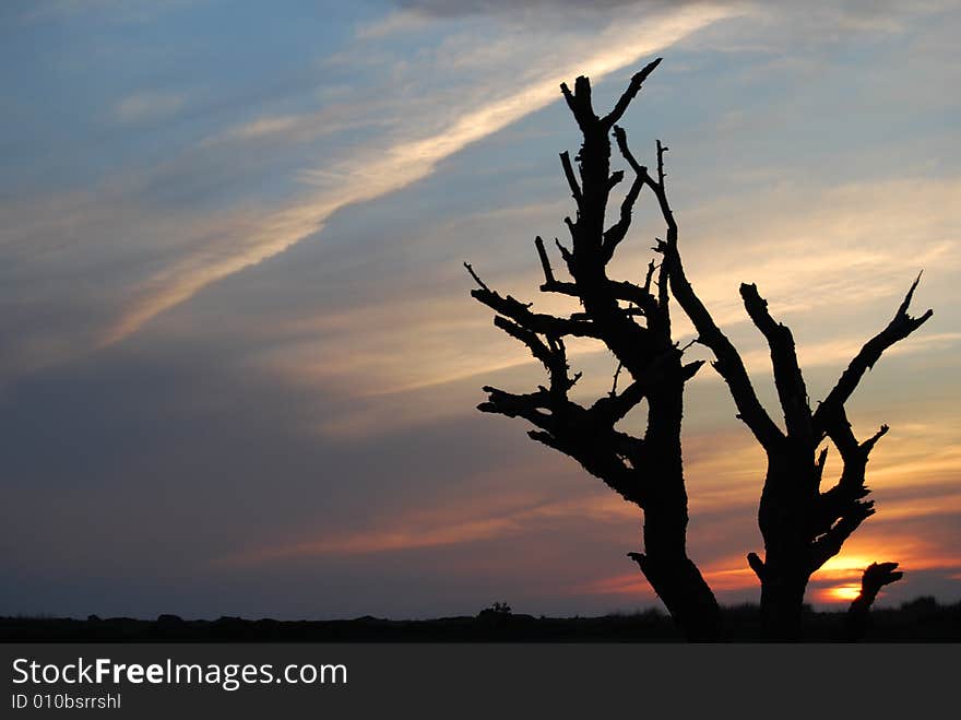 Sunset Tree