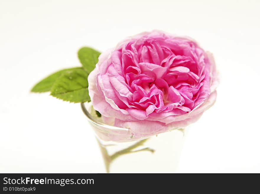 Dog-rose in a glass