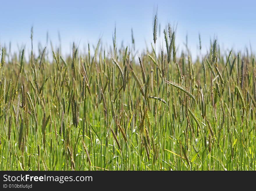 Wheat field