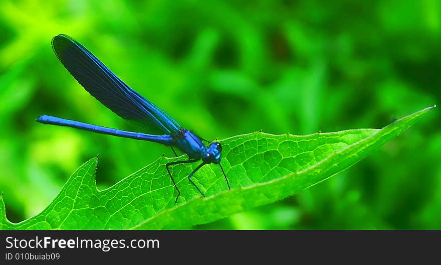 Dark-blue dragon-fly.