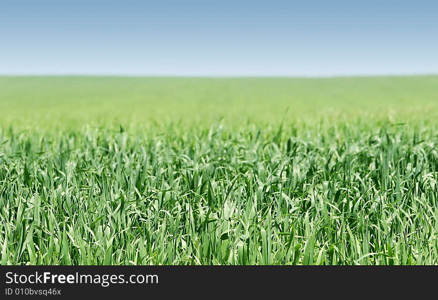 Green Grass On Sky Background