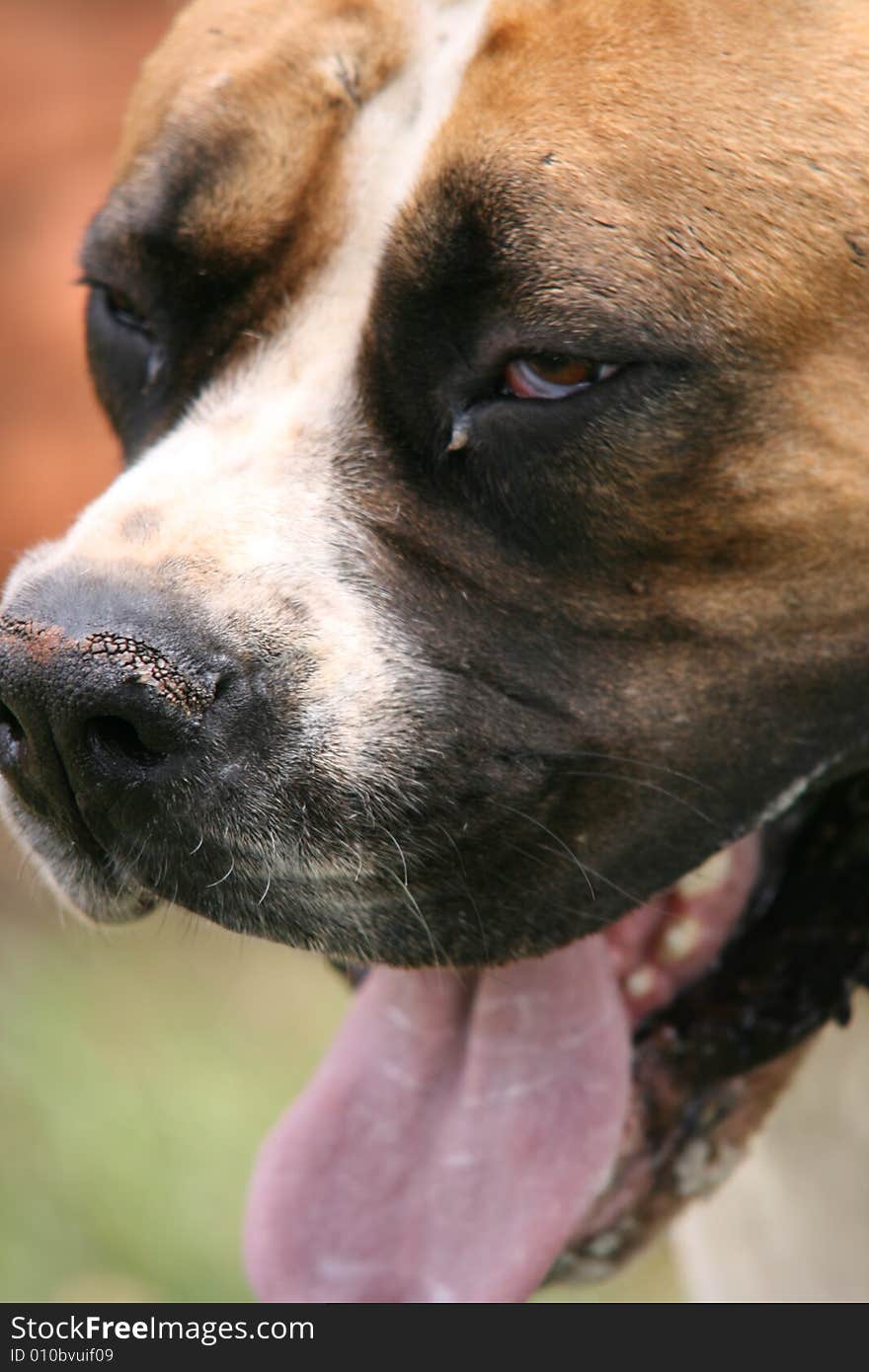 Smiling Face Of Big Dog