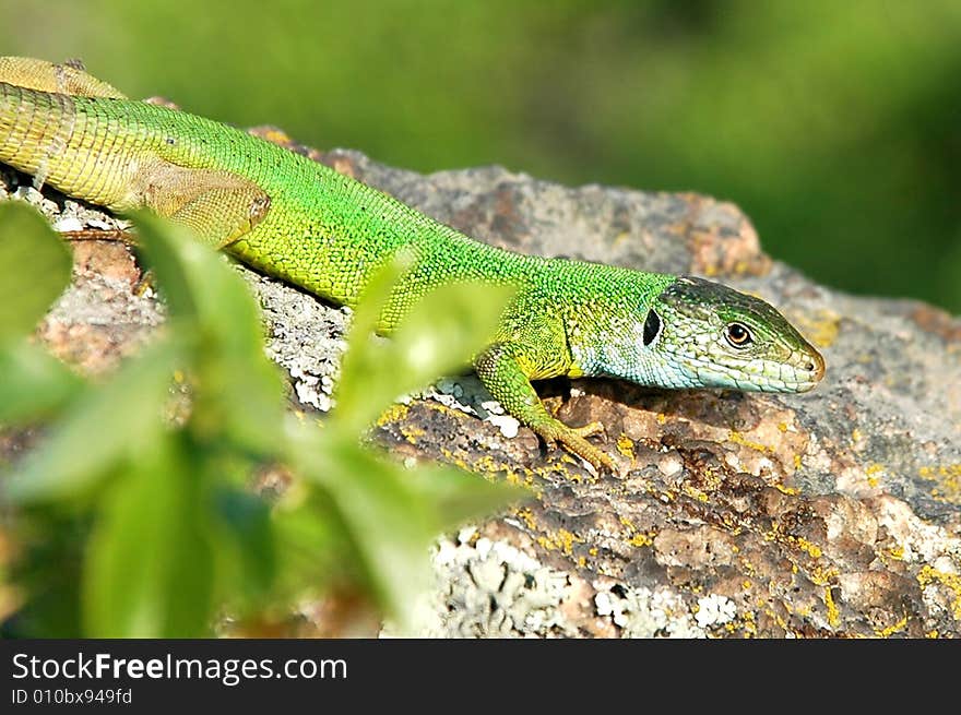 The green lizard sits on a stone. The green lizard sits on a stone