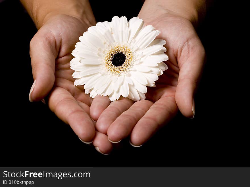 Flower in hands