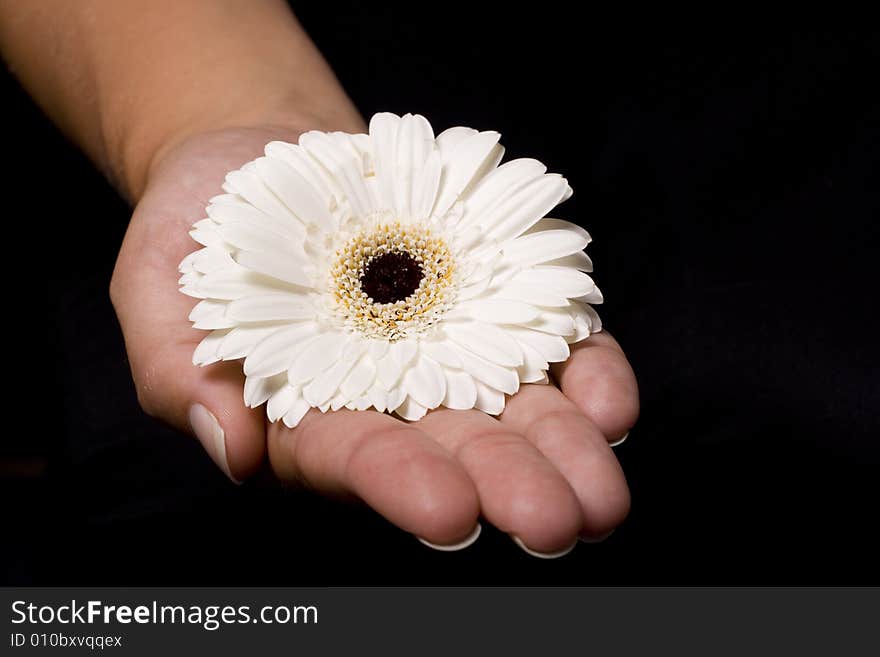 Flower in a hand