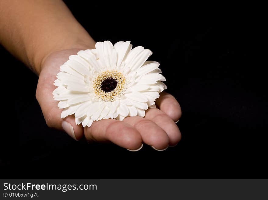 A beautifull white flower that is on the hand of a woman. A beautifull white flower that is on the hand of a woman