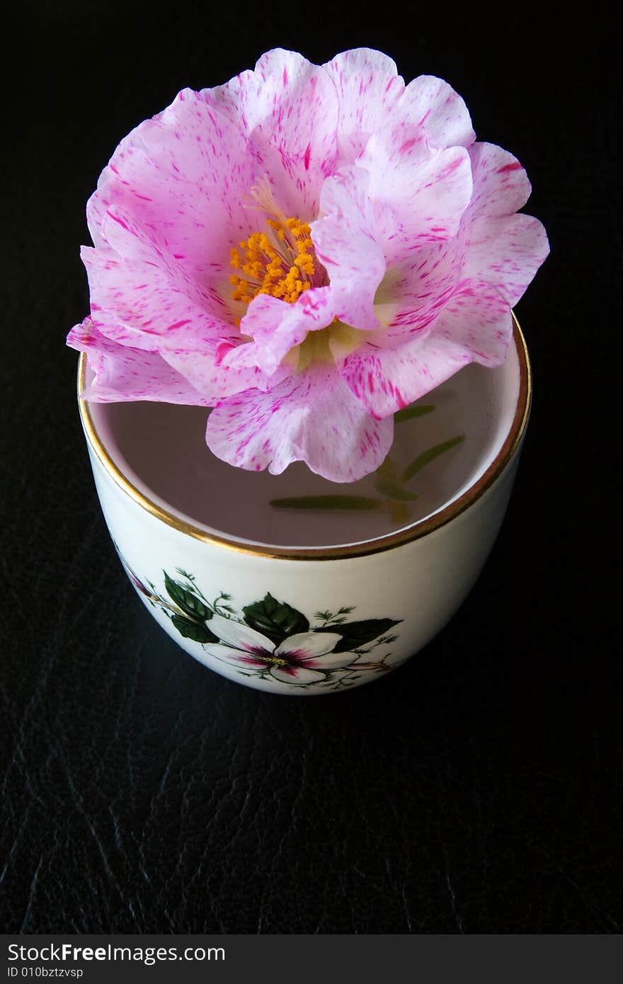 Pink little flower in a small pot. Pink little flower in a small pot