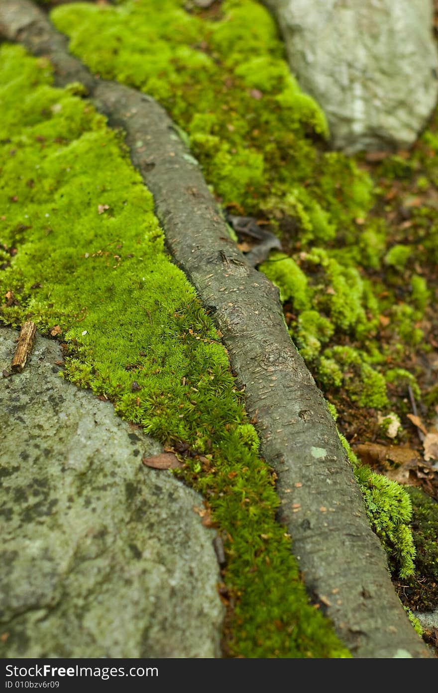 Green Moss growing around the root of a tree