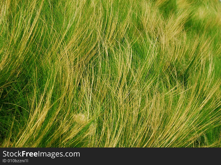 Close up of green grass