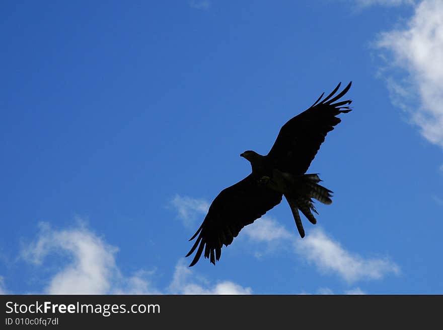 Silhouette of bird of prey against blue sky