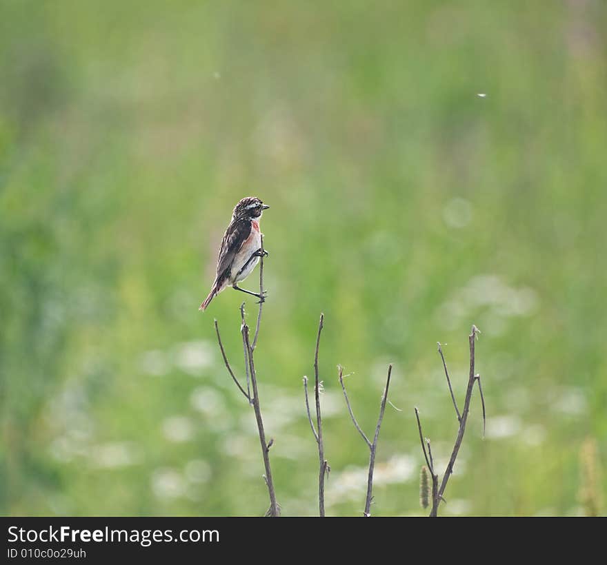 The chat-bird (bush-chat; stone-chat). The chat-bird (bush-chat; stone-chat)